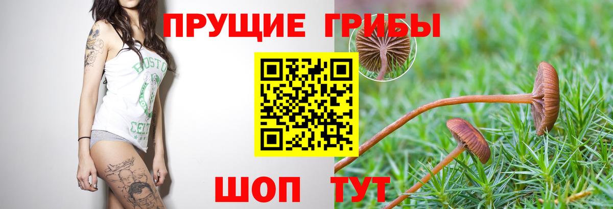 Кондопога  Галлюциногенные грибы Psilocybine cubensis  Вход с VPN 